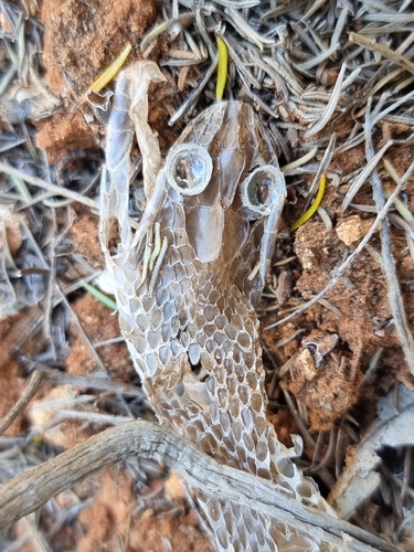 Horseshoe Whip Snake