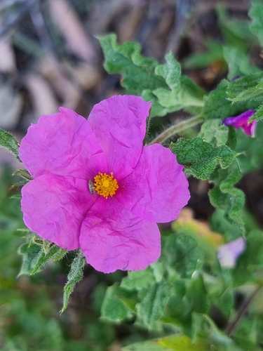 curly rockrose