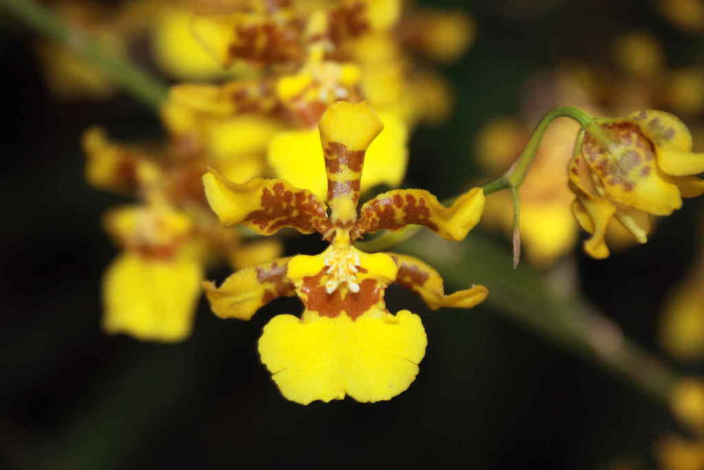 Orquídea Dama Amarilla (Oncidium sphacelatum) · iNaturalist Panamá