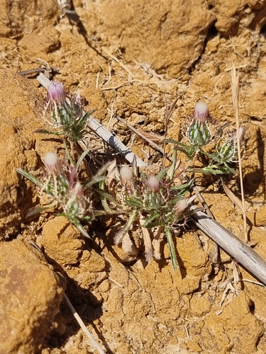 Birdcage Thistle