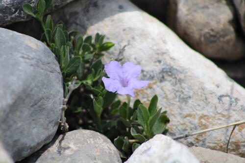 Ruellia parryi