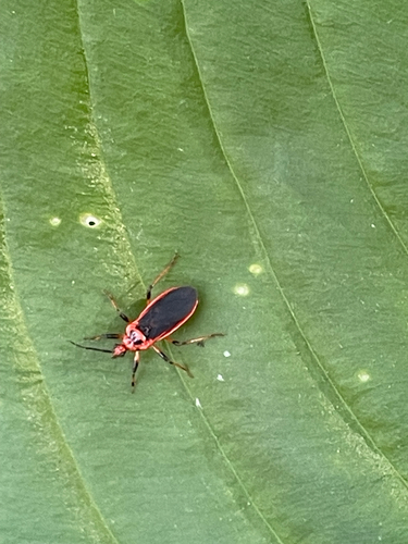 Scarlet-bordered Assassin Bug
