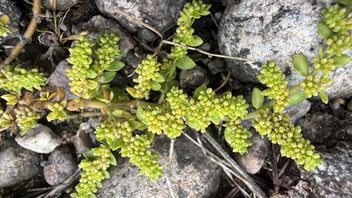 Smooth Rupturewort