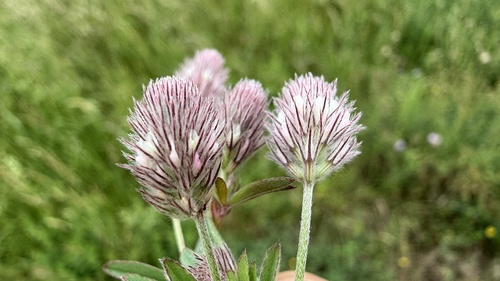rabbitfoot clover