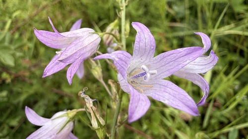 Rampion
