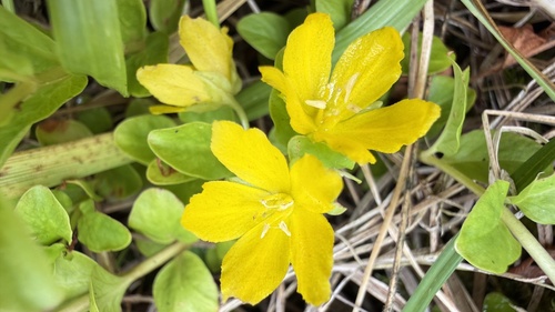 creeping Jenny