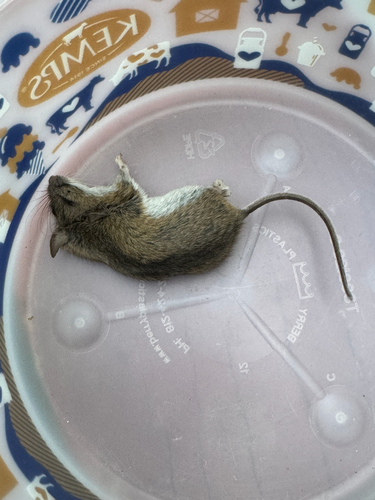 White-footed Mouse