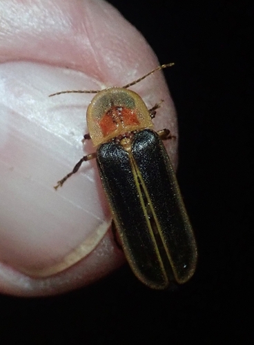 Mediterranean Pale Glow-worm