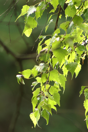 Warbling Vireo