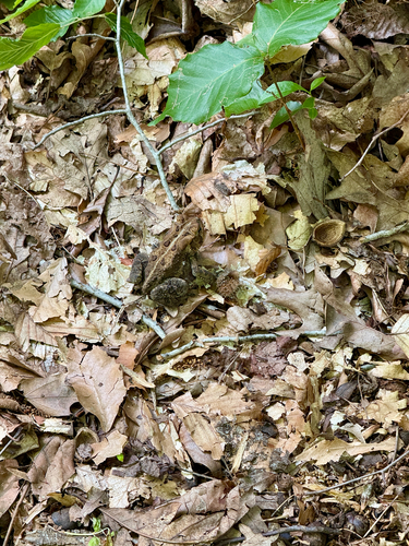 American Toad