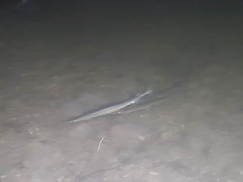 Longnose Gar