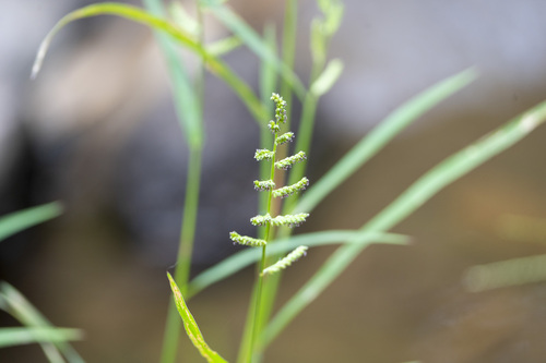 Arroz del Monte