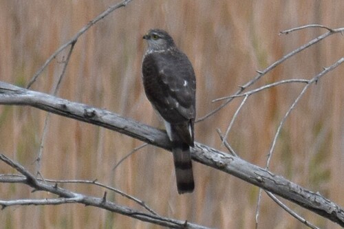 Sharp-shinned Hawk