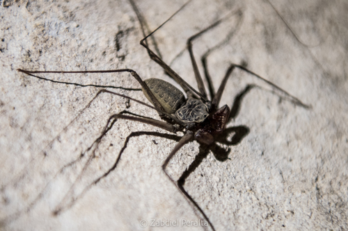 Paraphrynus azteca