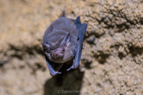 Thomas's Sac-winged Bat