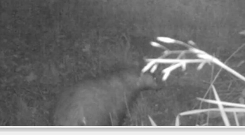 European Badger