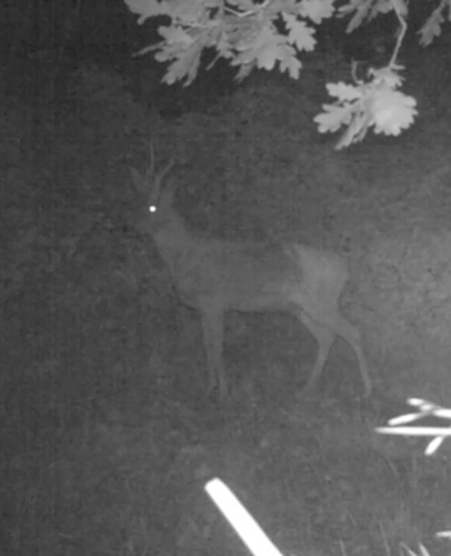 Western Roe Deer