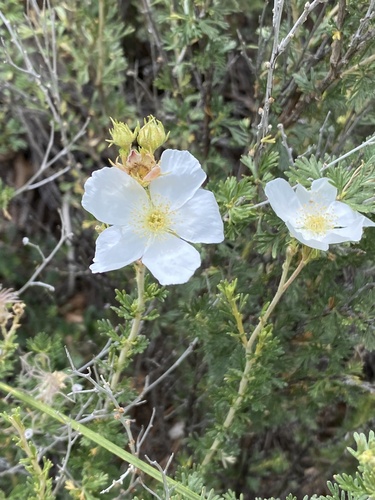 Apache plume