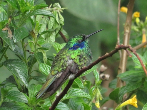 Lesser Violetear