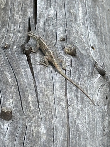 Southwestern Fence Lizard
