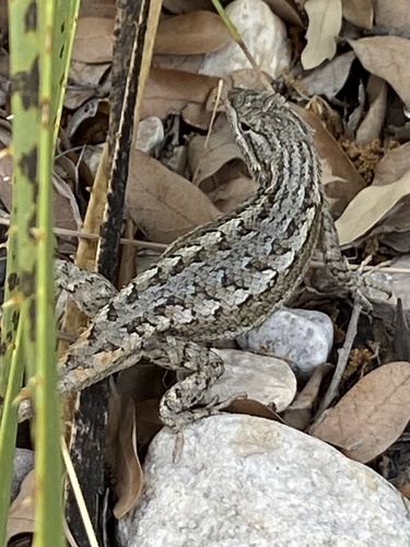 Southwestern Fence Lizard