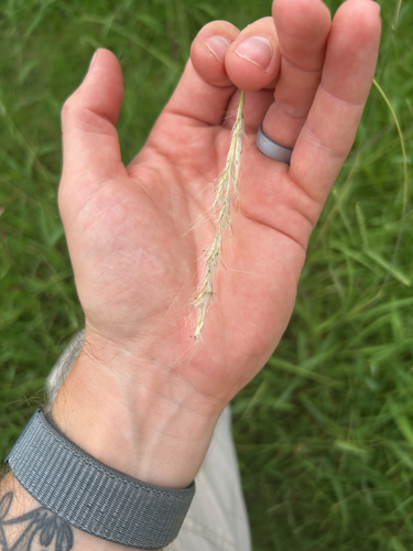 silver bluestem