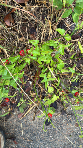 Texas nightshade