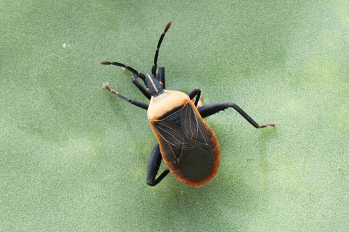 Cactus Coreid Bug