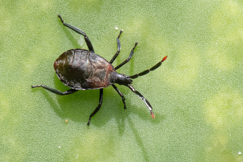 Cactus Coreid Bug