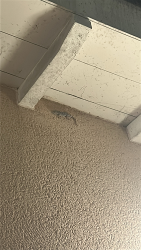 Moorish Gecko