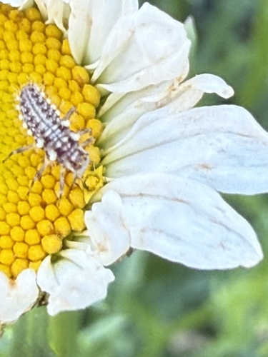 Weeping Green Lacewing