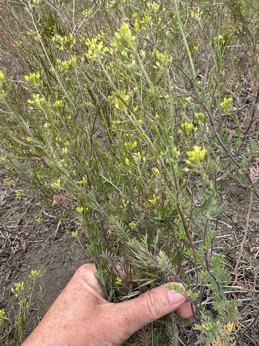 Western Tansymustard