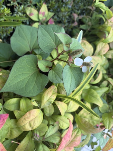 Chameleon Plant