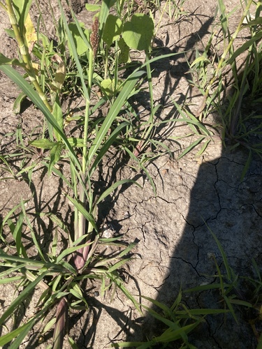 barnyardgrass