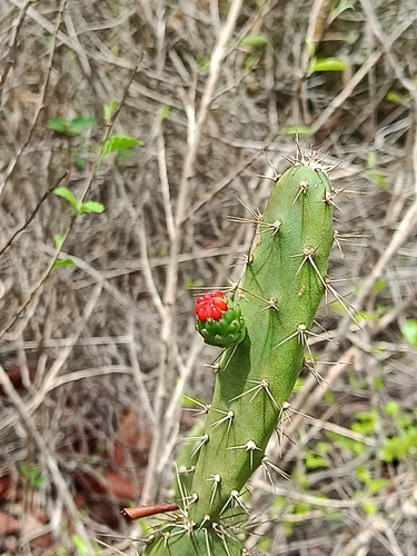 Tacinga lilae