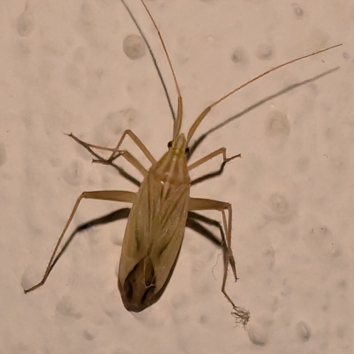 Miridius quadrivirgatus