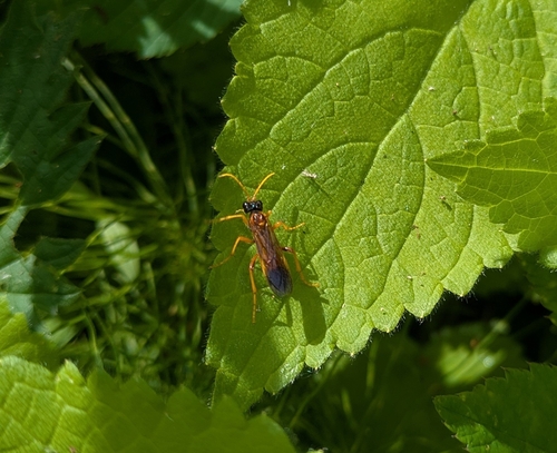 Tenthredo campestris