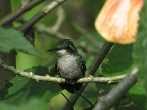 Western Emerald