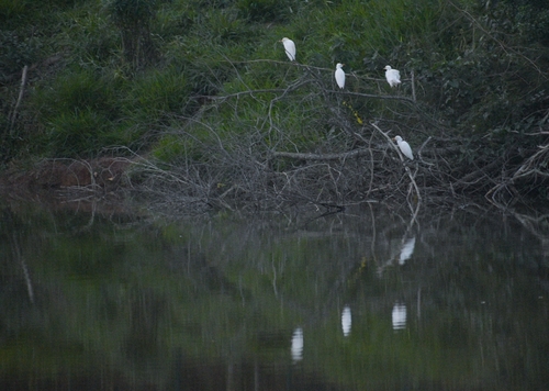 Great Egret