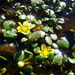 Halerpestes uniflora - Photo (c) ritasouza, todos los derechos reservados