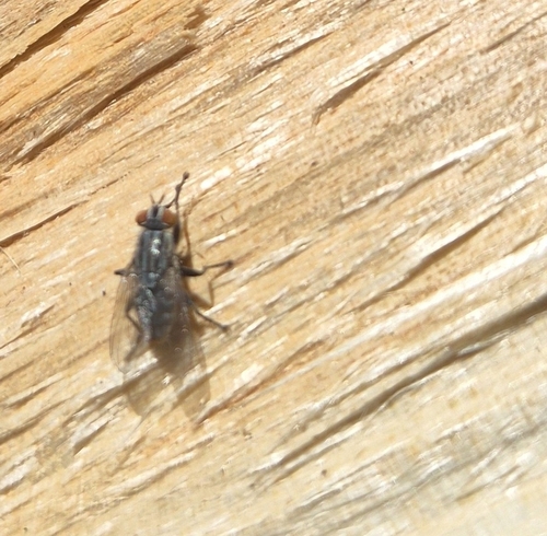 Stable Fly