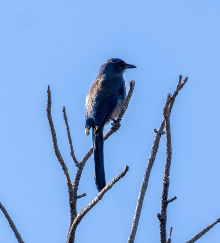 Woodhouse's Scrub-Jay