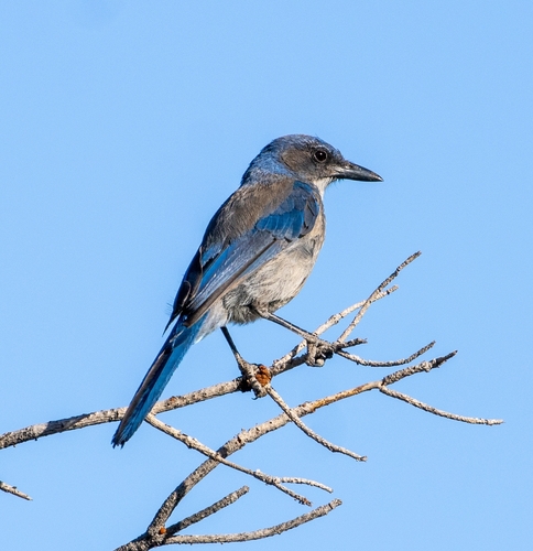 Woodhouse's Scrub-Jay