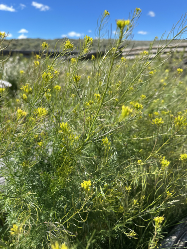 Western Tansymustard