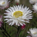 Coronidium waddelliae - Photo (c) Brian Catto, todos los derechos reservados, subido por Brian Catto