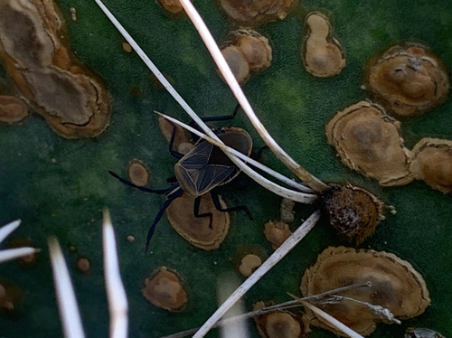 Cactus Coreid Bug