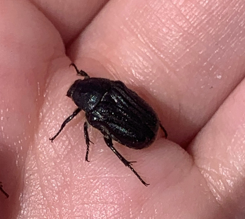 Kern's Flower Scarab