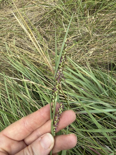 vine mesquite