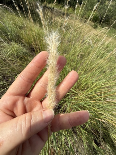 silver bluestem