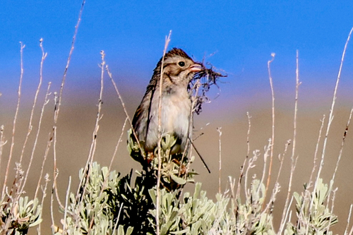 Brewer's Sparrow